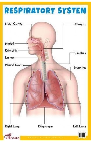 Respiratory System Educational Chart